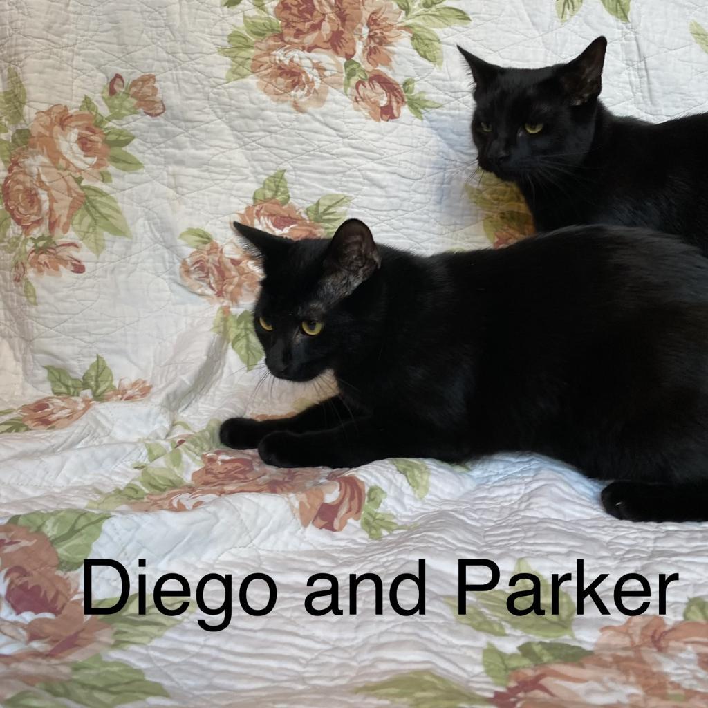 Peter Parker, an adoptable Domestic Short Hair in Winchester, VA, 22602 | Photo Image 3