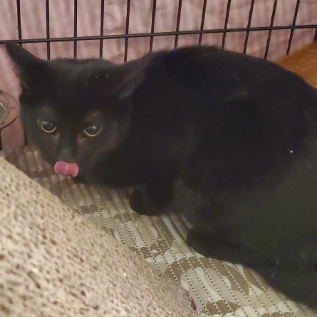 Peter Parker, an adoptable Domestic Short Hair in Winchester, VA, 22602 | Photo Image 5