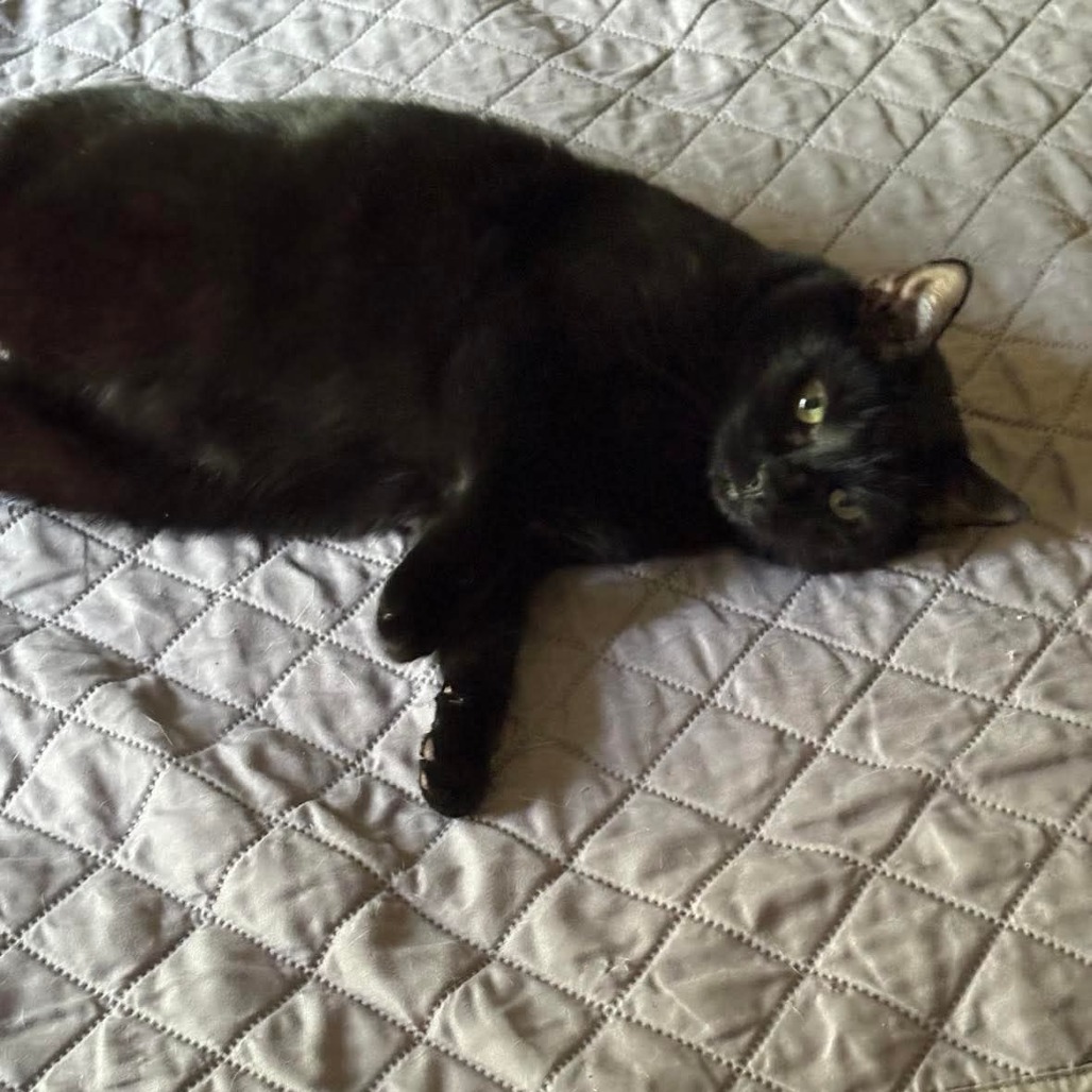 Peter Parker, an adoptable Domestic Short Hair in Winchester, VA, 22602 | Photo Image 6