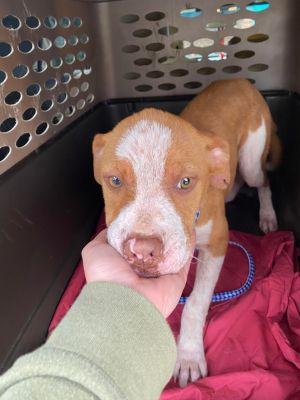 Dogs For Adoption Near Statesboro Ga Petfinder