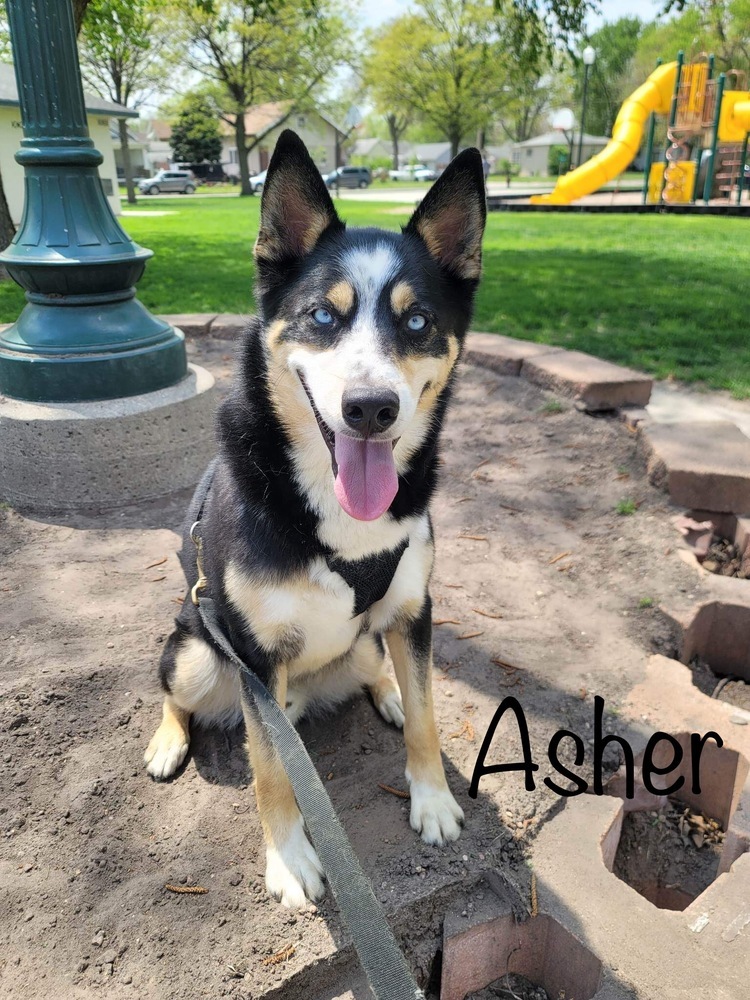 AC Asher, an adoptable Husky, Akita in Fremont, NE, 68025 | Photo Image 2