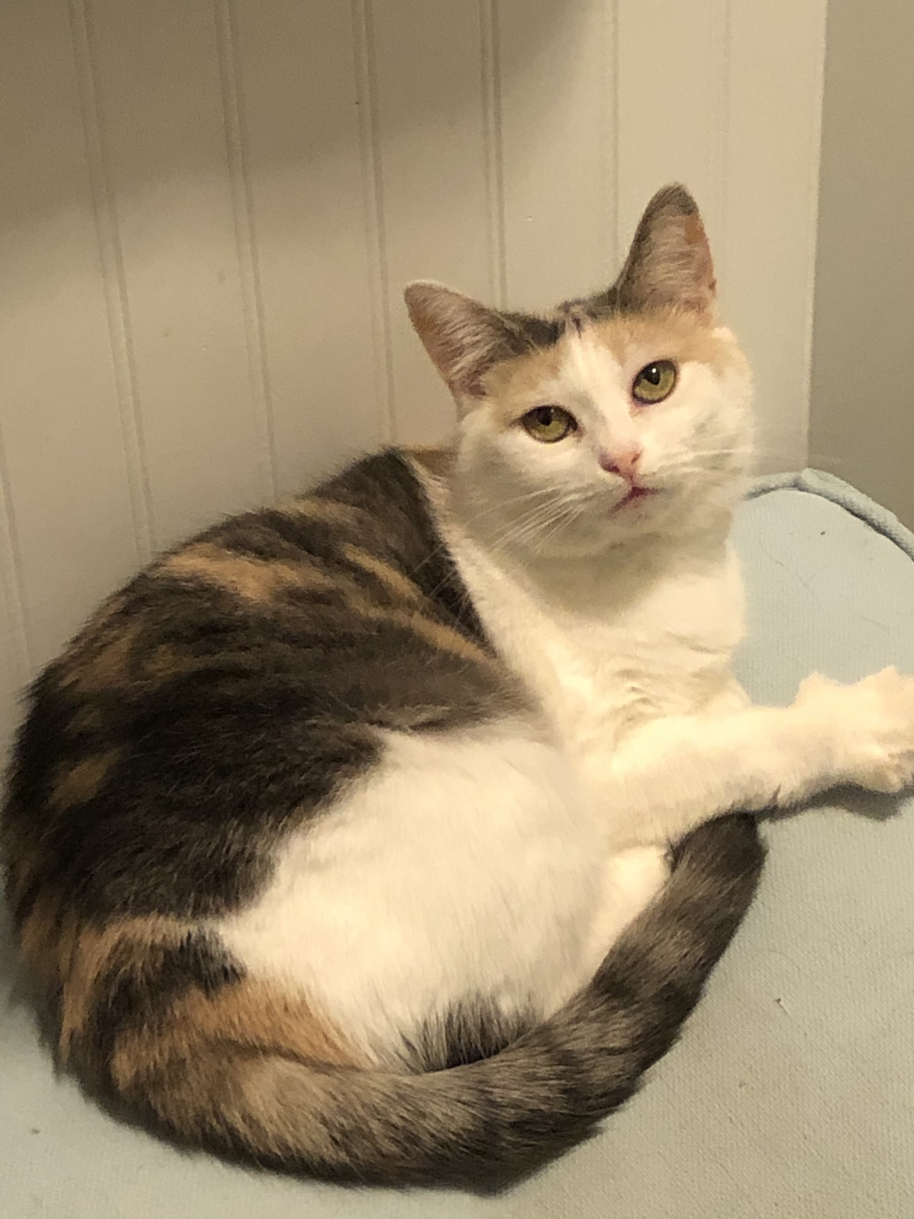 Mirabella , an adoptable American Shorthair, Calico in Pineville, NC, 28134 | Photo Image 1