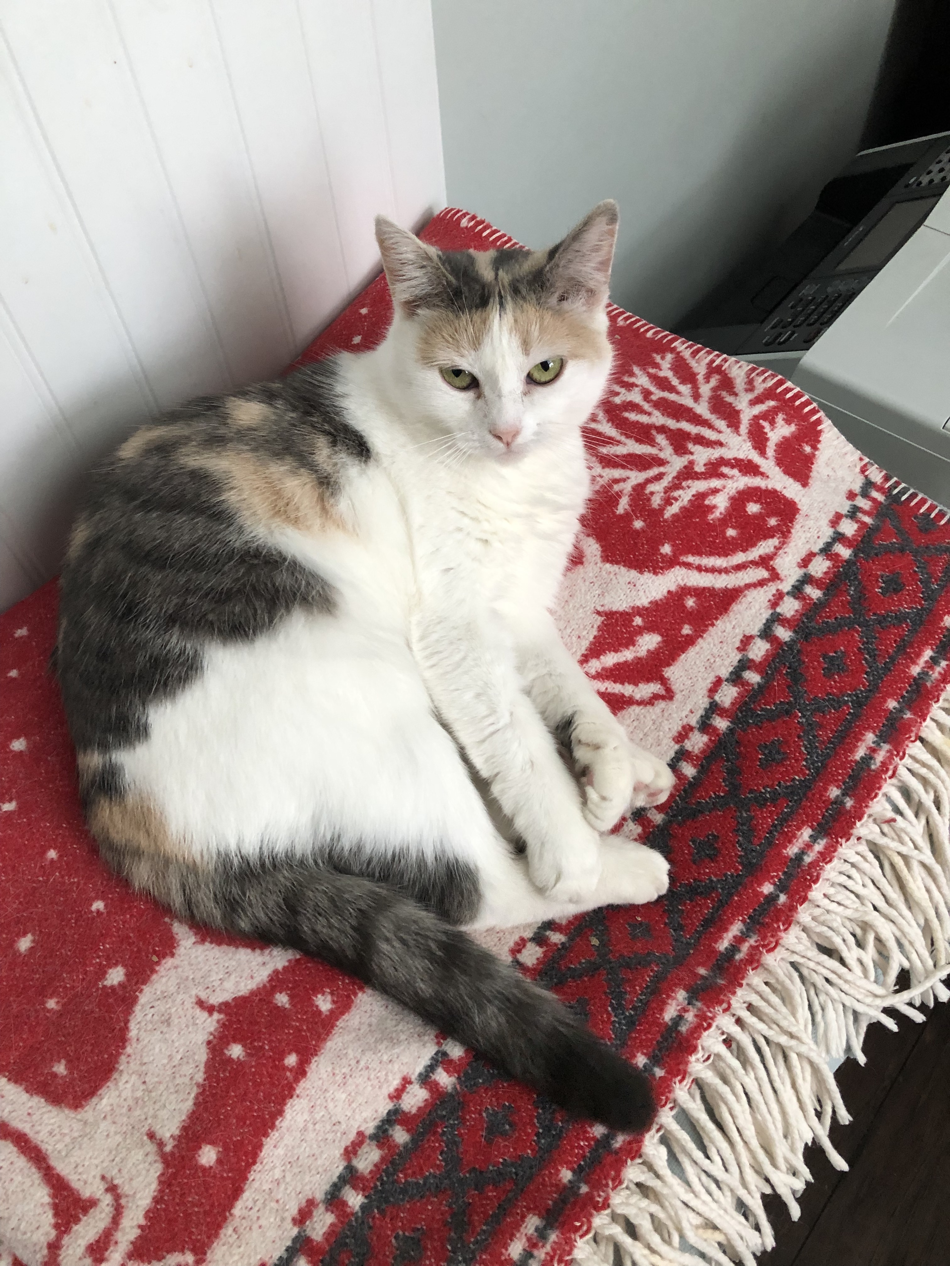 Mirabella , an adoptable American Shorthair, Calico in Pineville, NC, 28134 | Photo Image 3