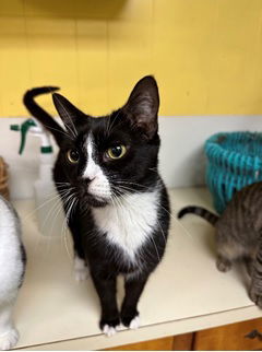 Frisco, an adoptable Domestic Short Hair in Jackson, MS, 39213 | Photo Image 1