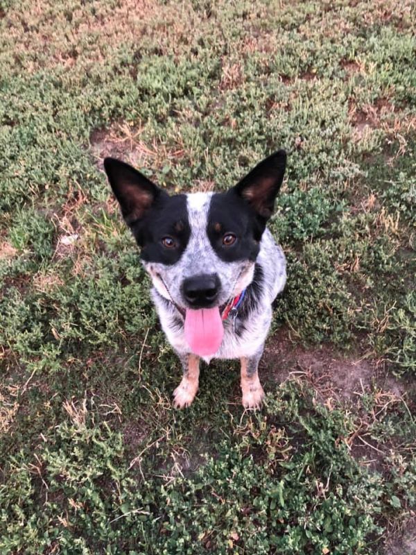 Pongo