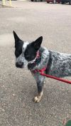 Pongo