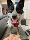 Pongo