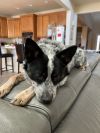 Pongo