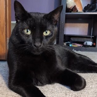 Blake - no longer accepting applications (wait list only), an adoptable Domestic Short Hair Mix in Minneapolis, MN_image-2