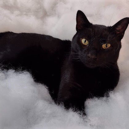 Blake - no longer accepting applications (wait list only), an adoptable Domestic Short Hair Mix in Minneapolis, MN_image-3