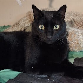 Blake - no longer accepting applications (wait list only), an adoptable Domestic Short Hair Mix in Minneapolis, MN_image-6