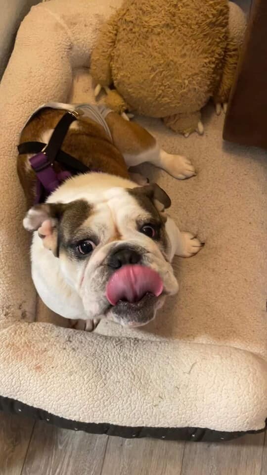 Emmie, an adoptable English Bulldog in Longview, WA, 98632 | Photo Image 3