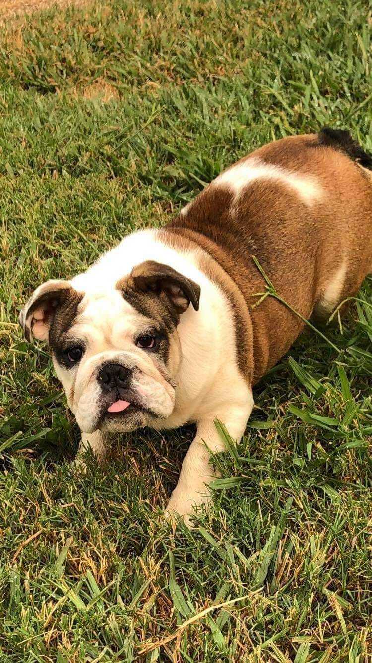 Emmie, an adoptable English Bulldog in Longview, WA, 98632 | Photo Image 4