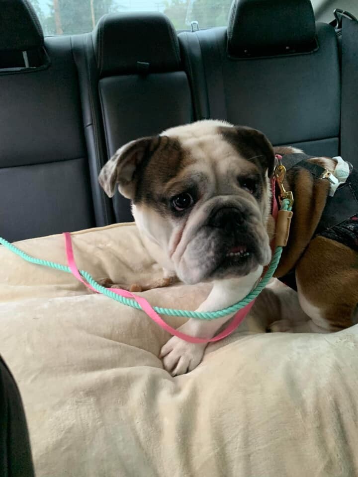 Emmie, an adoptable English Bulldog in Longview, WA, 98632 | Photo Image 5