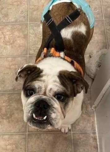 Emmie, an adoptable English Bulldog in Longview, WA, 98632 | Photo Image 6