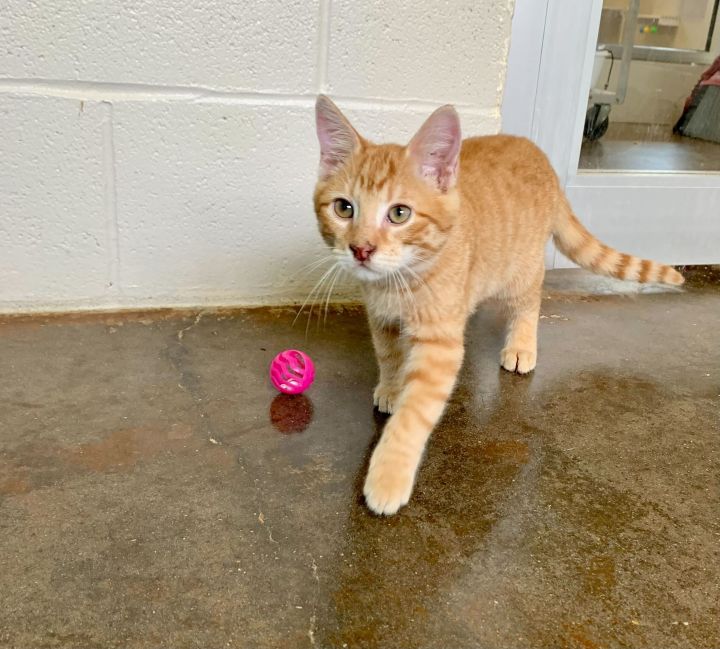 Belfast, an adoptable Domestic Short Hair in Carencro, LA_image-2