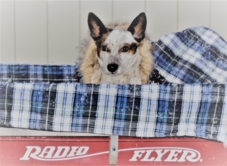 Paddington , an adoptable Australian Cattle Dog / Blue Heeler in Pittsfield, MA_image-4