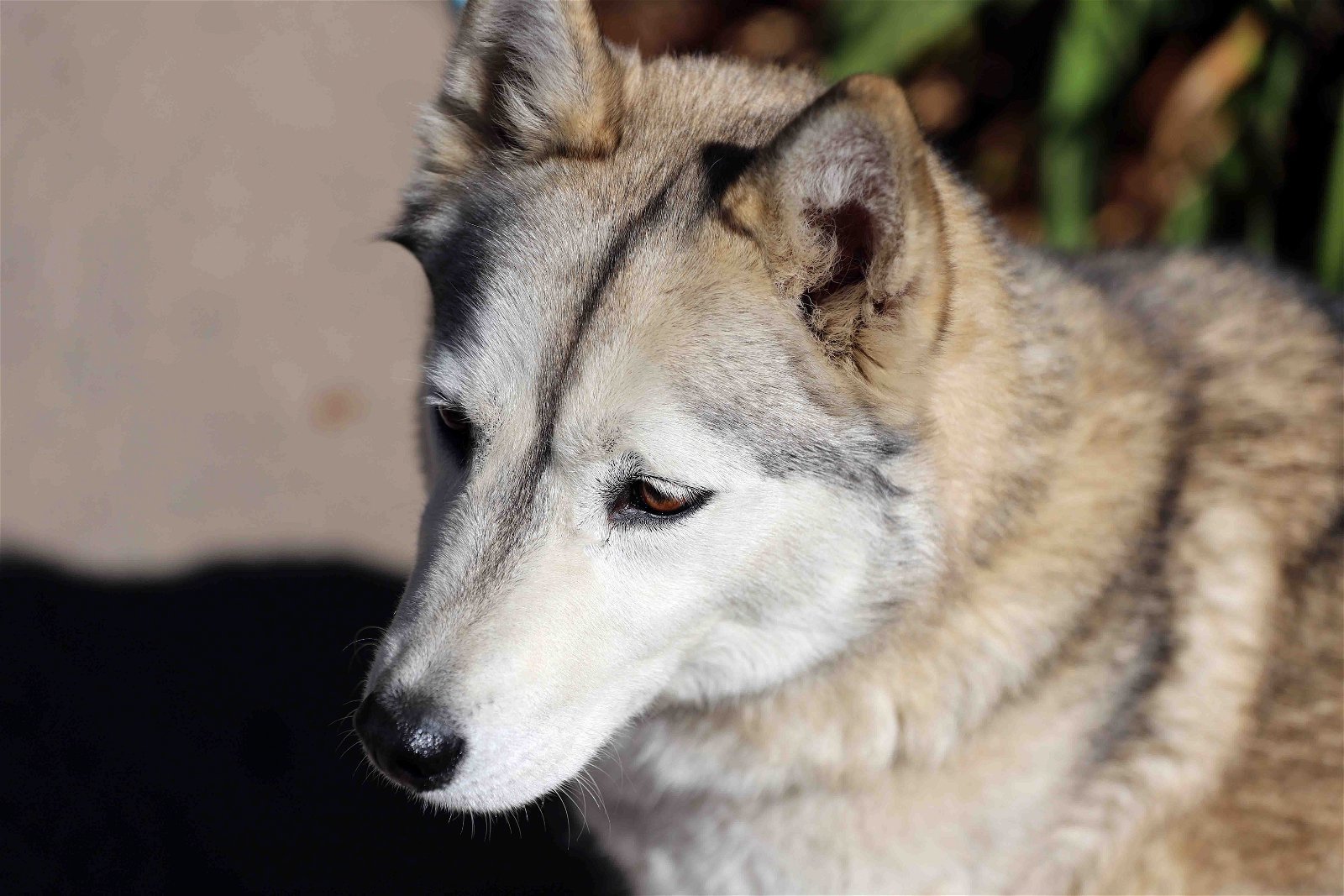 Sassy, an adoptable Siberian Husky in Walnut Creek, CA, 94598 | Photo Image 2