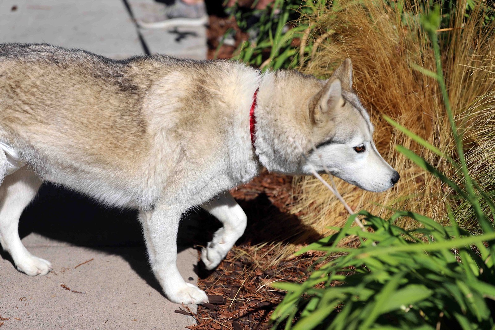 Sassy, an adoptable Siberian Husky in Walnut Creek, CA, 94598 | Photo Image 3