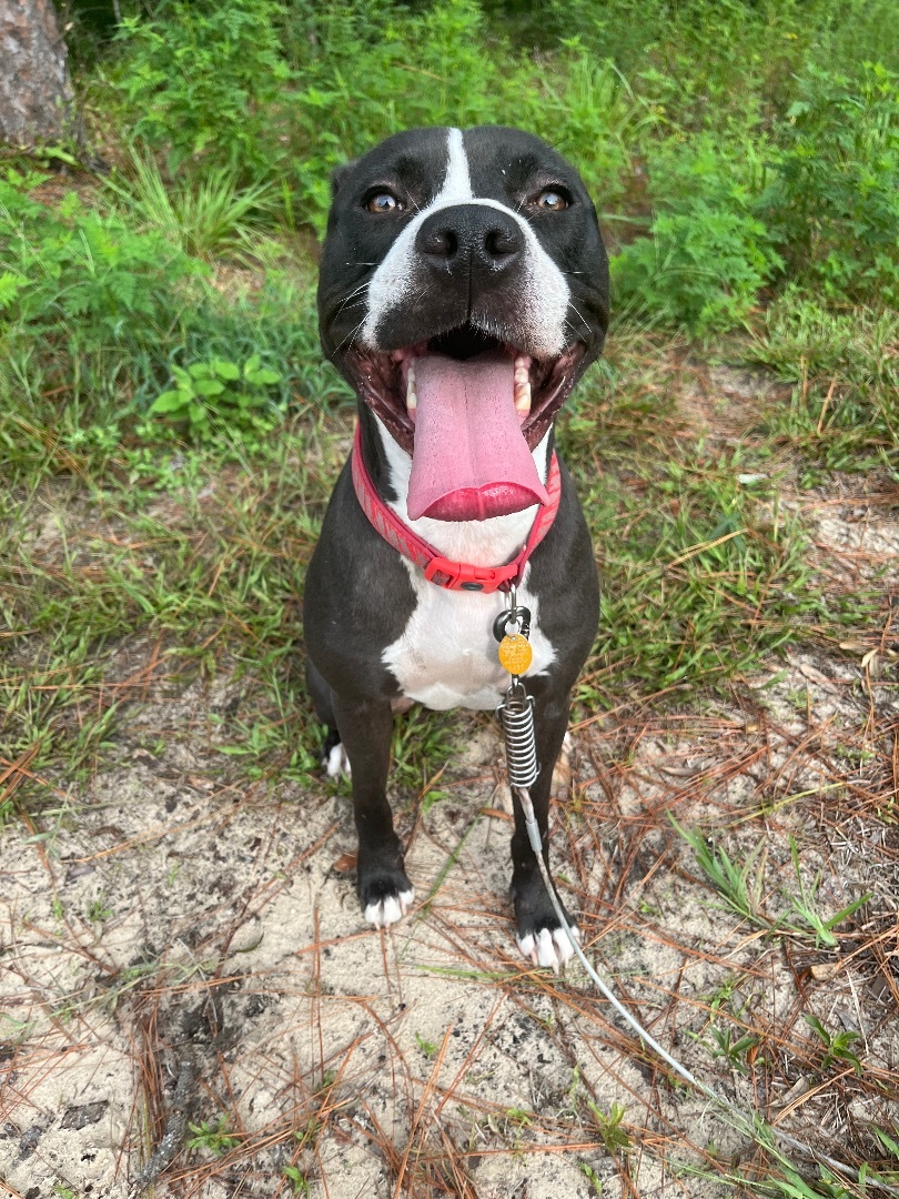 Rex, an adoptable American Staffordshire Terrier in Lexington, KY, 40515 | Photo Image 5