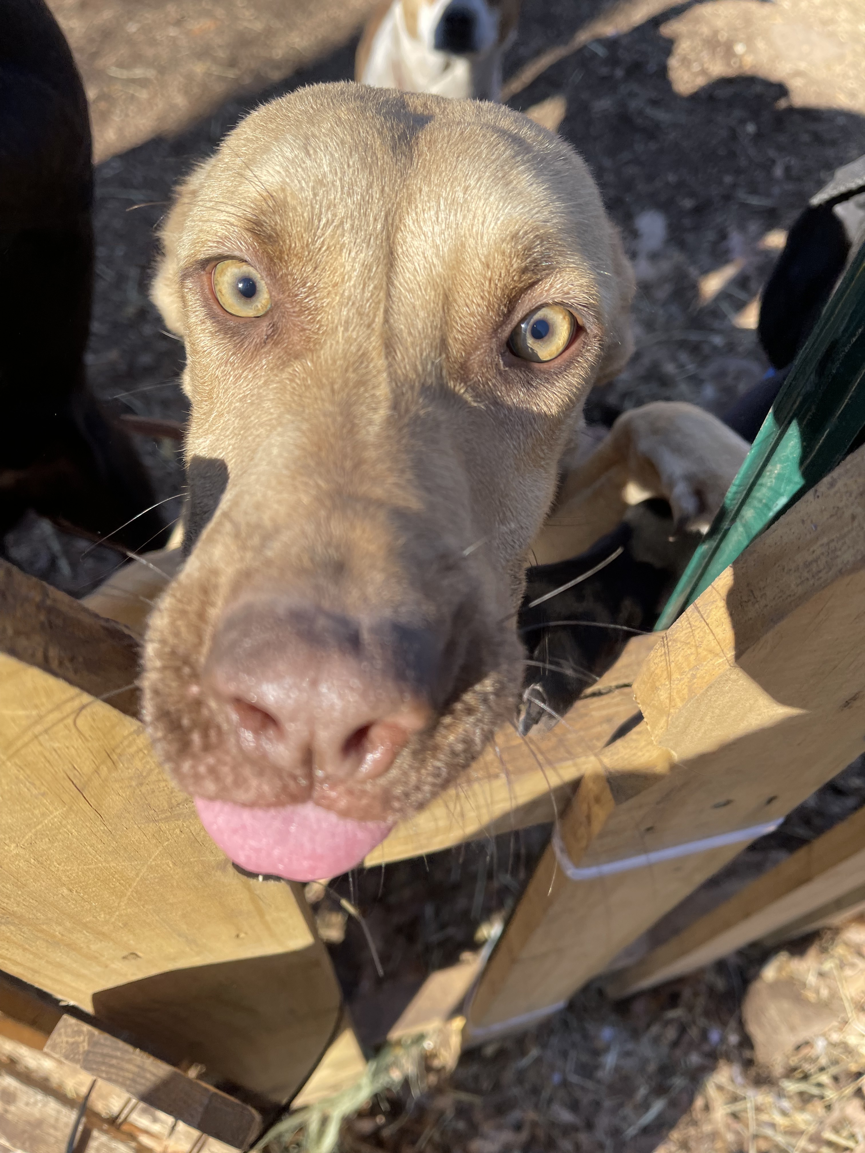 Vixen, an adoptable German Shepherd Dog, Labrador Retriever in Hedgesville, WV, 25427 | Photo Image 2