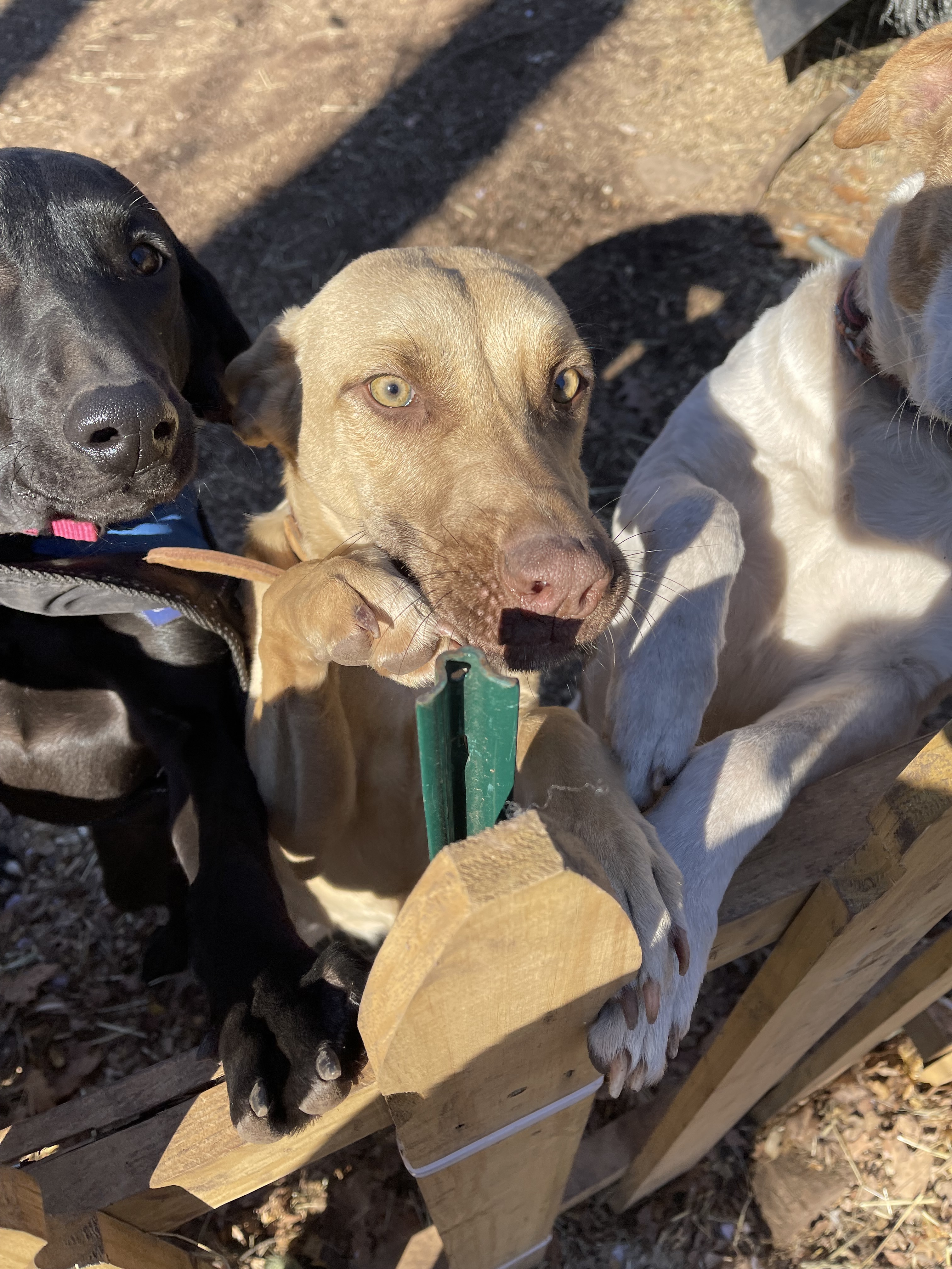 Vixen, an adoptable German Shepherd Dog, Labrador Retriever in Hedgesville, WV, 25427 | Photo Image 3