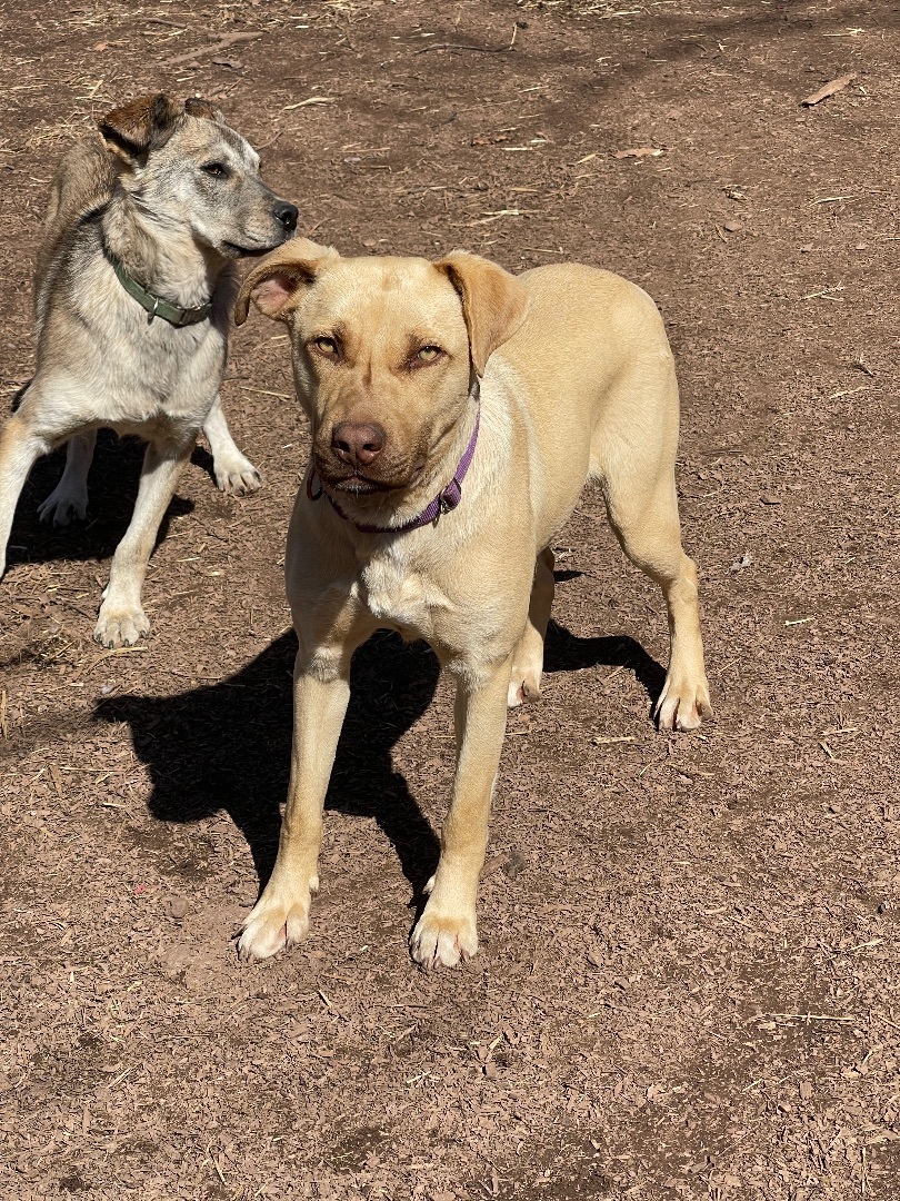 Vixen, an adoptable German Shepherd Dog, Labrador Retriever in Hedgesville, WV, 25427 | Photo Image 1