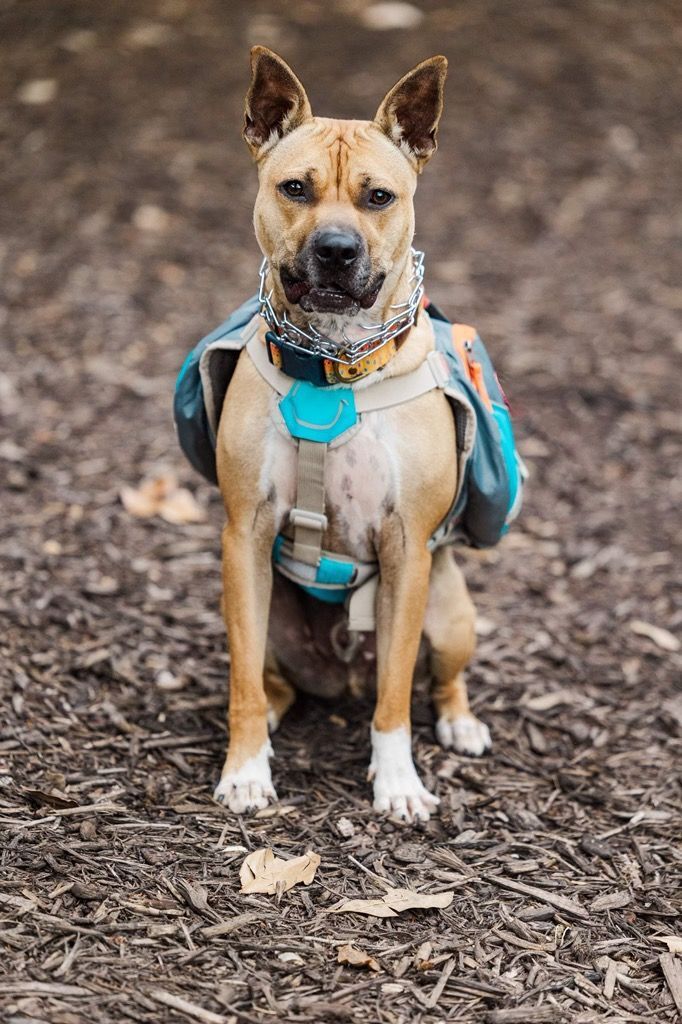 Peanut, an adoptable Bull Terrier, Carolina Dog in Greenville, SC, 29607 | Photo Image 6