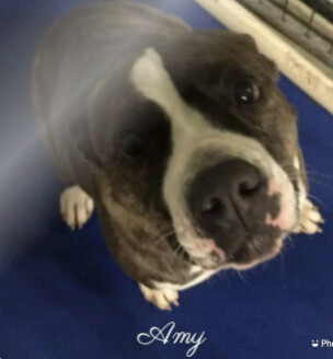 Amy, an adoptable American Staffordshire Terrier in Canyon, TX, 79015 | Photo Image 2
