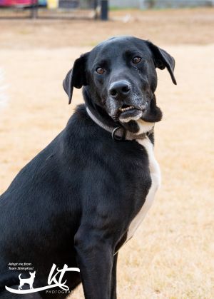 Labrador Retriever For Sale Pets Aiken Recycler Com