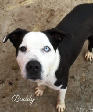 Buddy, an adoptable American Staffordshire Terrier in Canyon, TX, 79015 | Photo Image 1