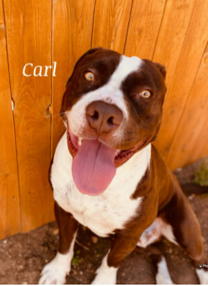 Carl, an adoptable American Staffordshire Terrier in Canyon, TX, 79015 | Photo Image 1