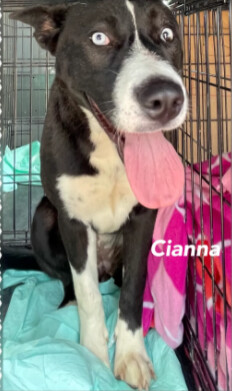 Cianna, an adoptable Husky in Canyon, TX, 79015 | Photo Image 1