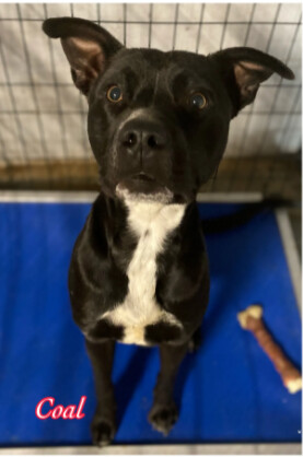 Coal , an adoptable American Staffordshire Terrier in Canyon, TX, 79015 | Photo Image 1