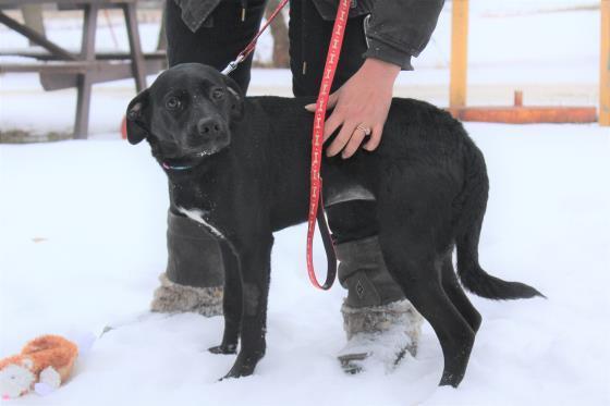 ALLIE, an adoptable Labrador Retriever, Mixed Breed in Saskatoon, SK, S7K 3S9 | Photo Image 1