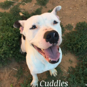 Cuddles, an adoptable American Staffordshire Terrier in Canyon, TX, 79015 | Photo Image 1
