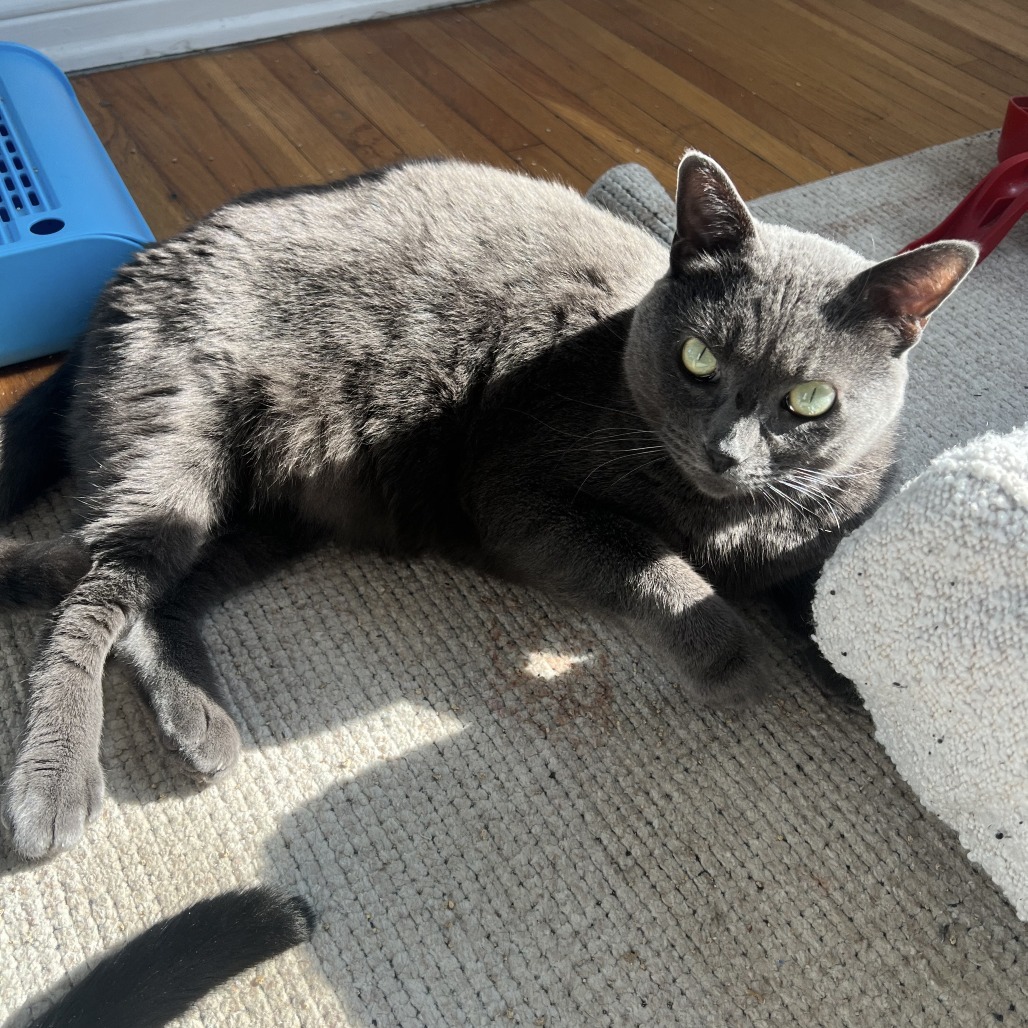 Grayson, an adoptable Domestic Short Hair in Los Angeles, CA, 90016 | Photo Image 1