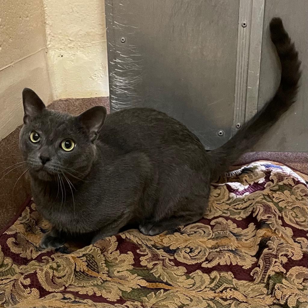 Grayson, an adoptable Domestic Short Hair in Los Angeles, CA, 90016 | Photo Image 2
