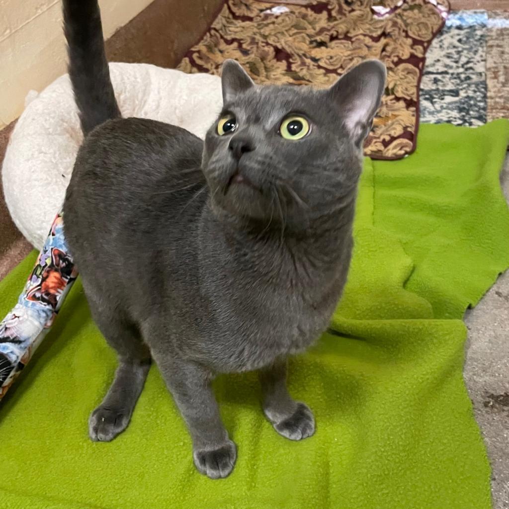 Grayson, an adoptable Domestic Short Hair in Los Angeles, CA, 90016 | Photo Image 3