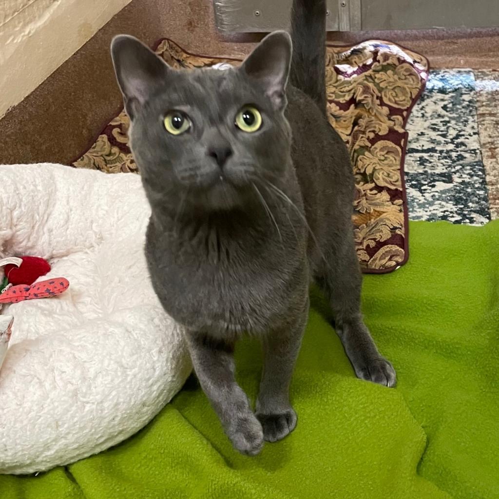 Grayson, an adoptable Domestic Short Hair in Los Angeles, CA, 90016 | Photo Image 4
