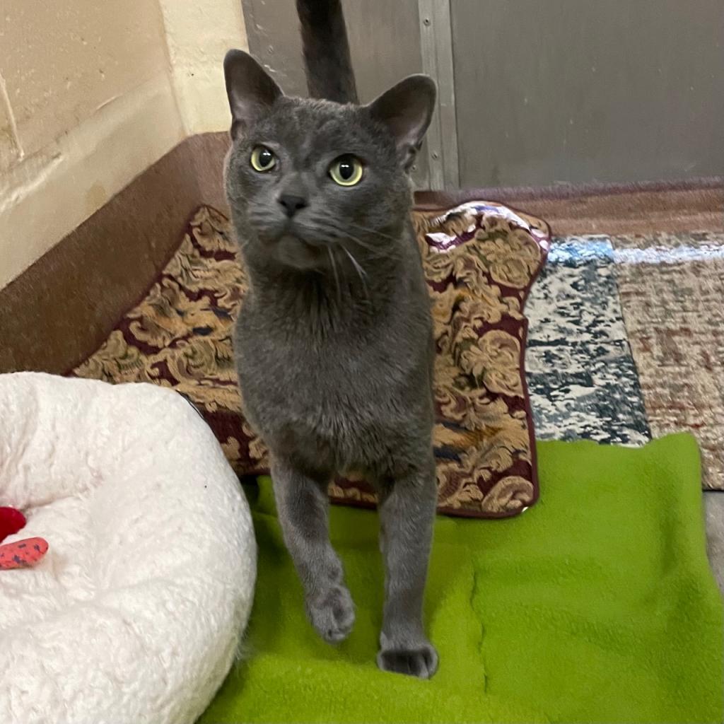 Grayson, an adoptable Domestic Short Hair in Los Angeles, CA, 90016 | Photo Image 5