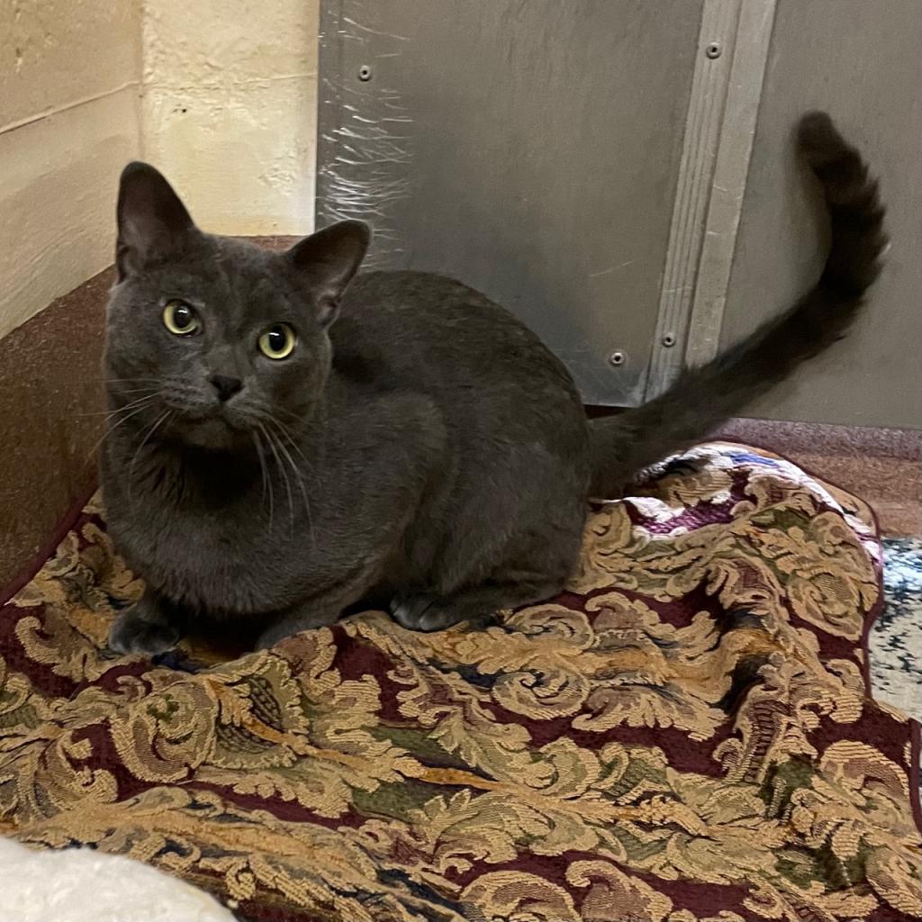 Grayson, an adoptable Domestic Short Hair in Los Angeles, CA, 90016 | Photo Image 6