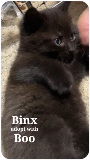 Binx and Boo