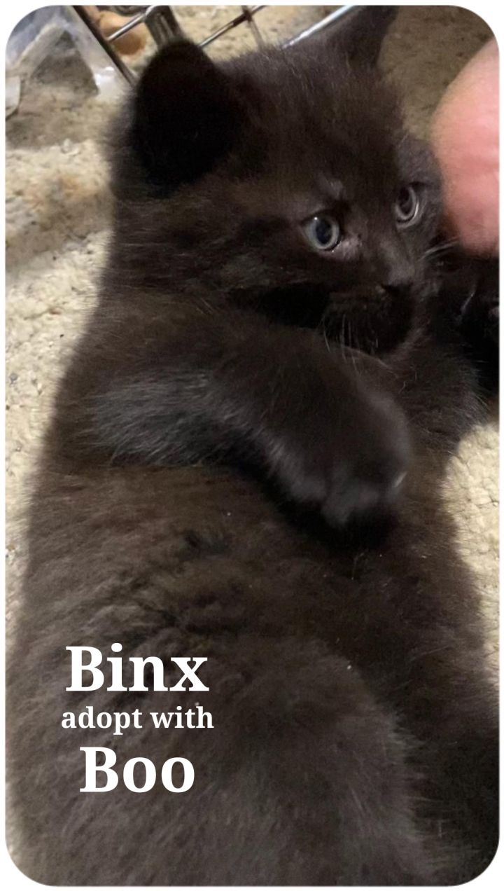 Binx and Boo 1