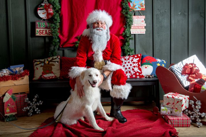 Sugar Cookie, an adopted Golden Retriever & Great Pyrenees Mix in West Grove, PA_image-1