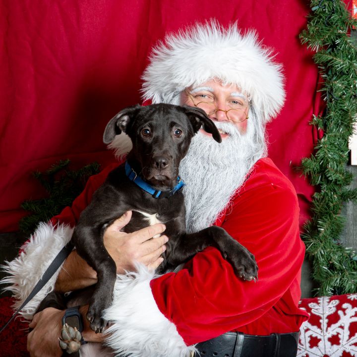 Biscotti, an adopted Black Labrador Retriever Mix in West Grove, PA_image-4