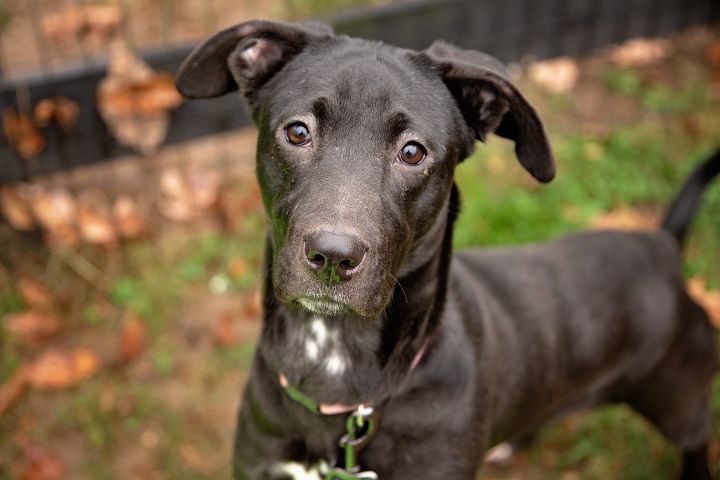 Biscotti, an adopted Black Labrador Retriever Mix in West Grove, PA_image-1