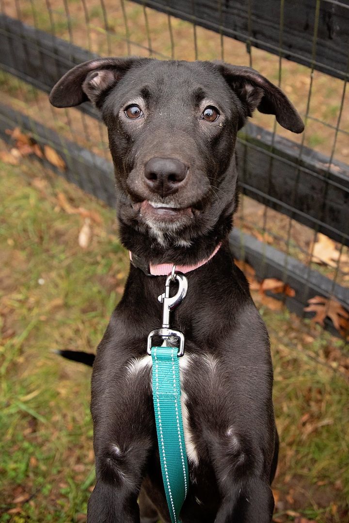 Biscotti, an adopted Black Labrador Retriever Mix in West Grove, PA_image-5
