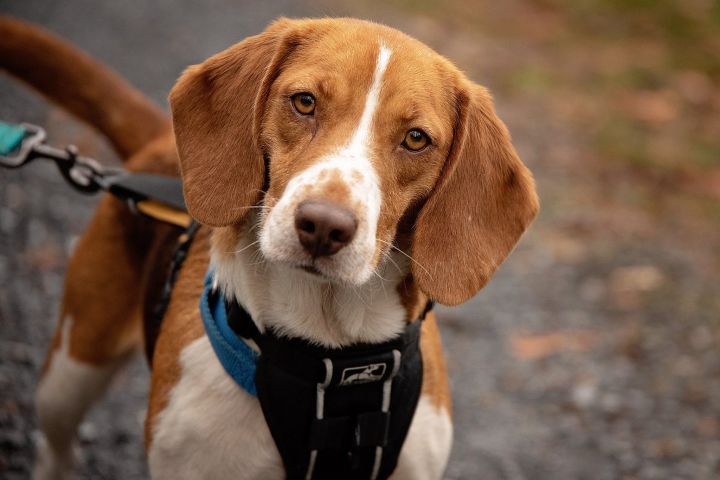 Rose, an adopted Beagle in West Grove, PA_image-1