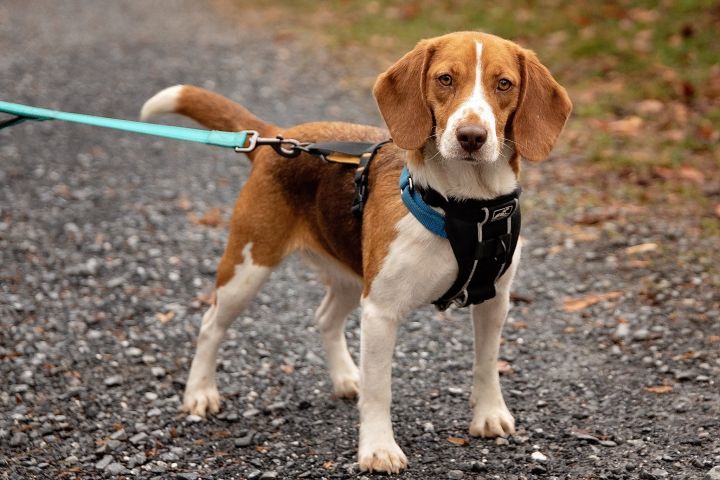Rose, an adopted Beagle in West Grove, PA_image-3